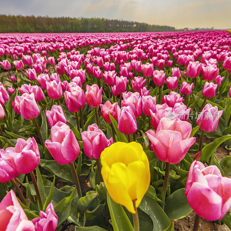 在美丽的春天，粉红色的郁金香和一个黄色的郁金香的田野