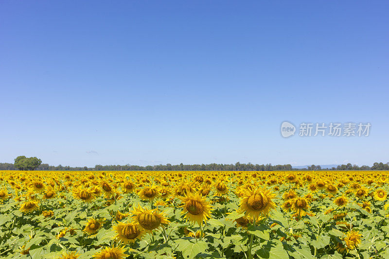 农场上的向日葵田