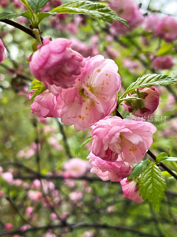 杏树开花