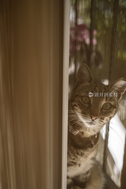 阳台上的野猫越来越近了