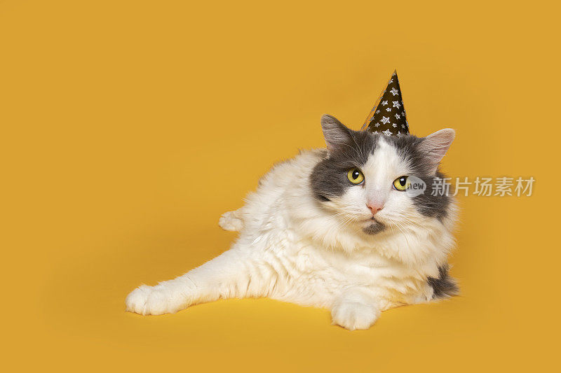 可爱的猫在派对帽子在黄色