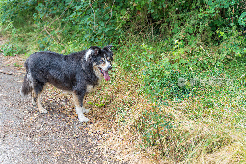 边境牧羊犬在乡间小路上