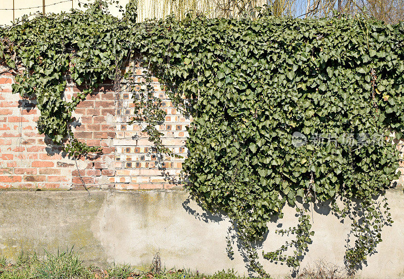 砖墙上的攀缘植物