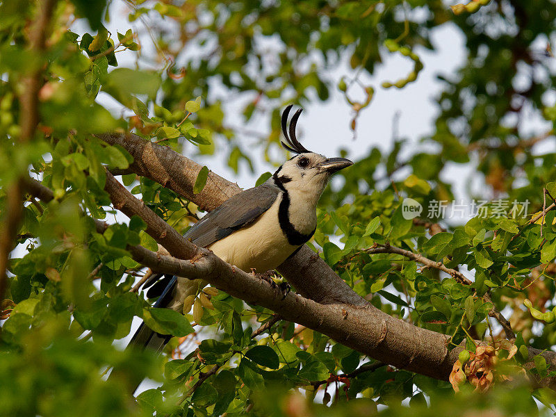 White-throated喜鹊杰