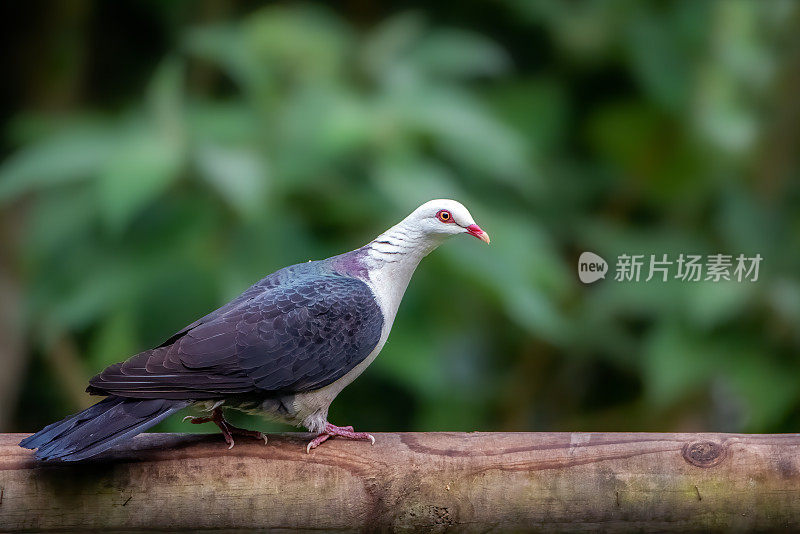 白头鸽子靠近