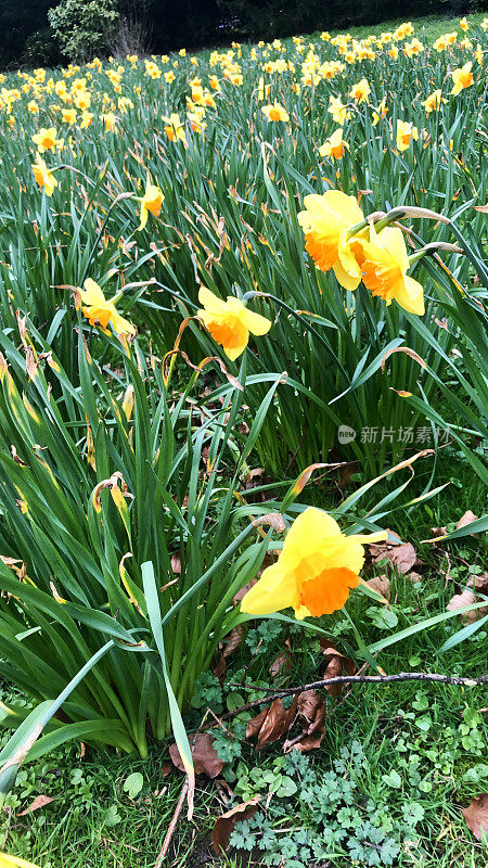 图像中的公园草坪上长满了黄色的水仙花(水仙花)，聚焦于前景