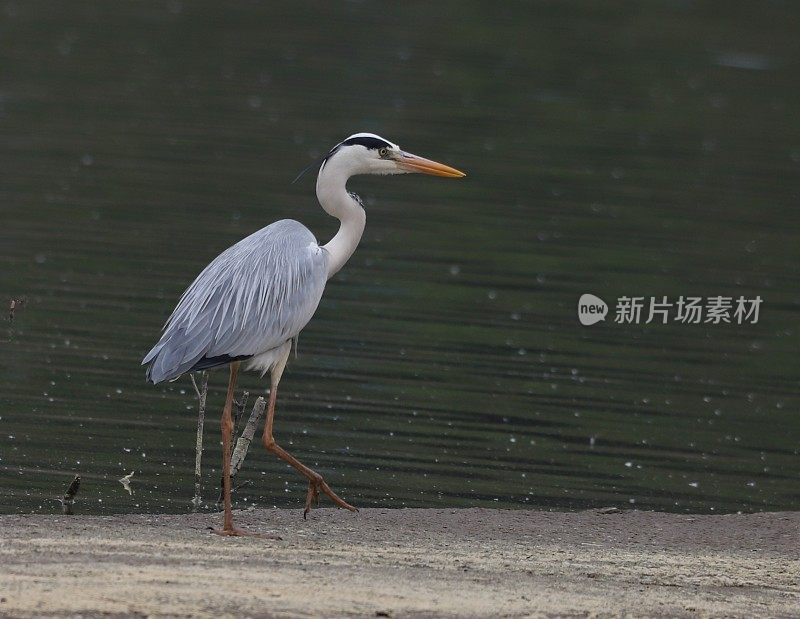 常见的鹭