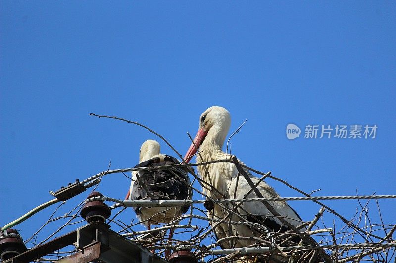 一只鹳在电线杆上筑巢