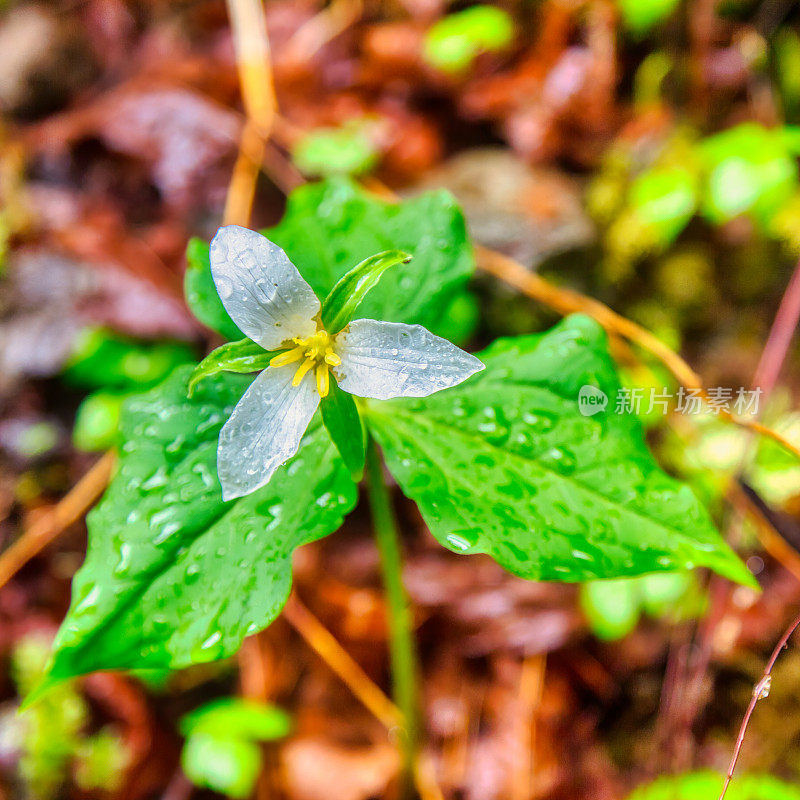 雨中的延龄花