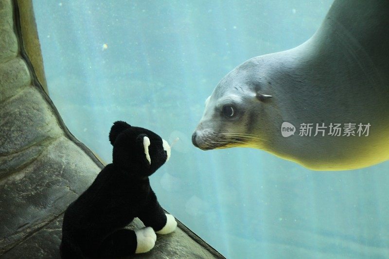 一只水族馆海豹在监视一位毛绒动物游客