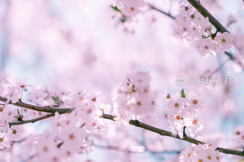 桃李树花特写。