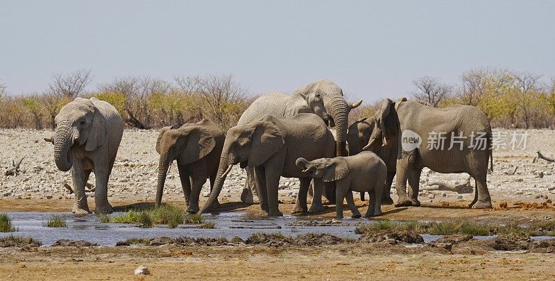 纳米比亚埃托沙国家公园的非洲象群