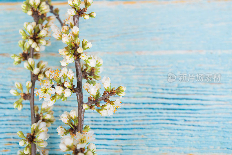 春天的花朵-黑刺李枝在蓝色的桌子上