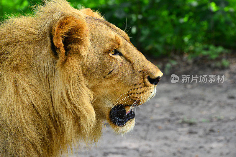 西非狮子的侧面视图(狮子)-萨卢姆三角洲国家公园-法萨拉保护区，法蒂克，塞内加尔