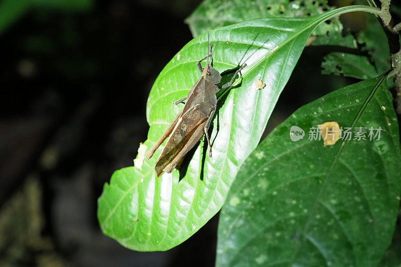 厄瓜多尔雨林中的昆虫