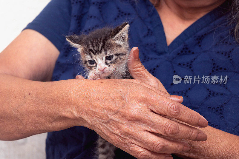 沮丧的小猫