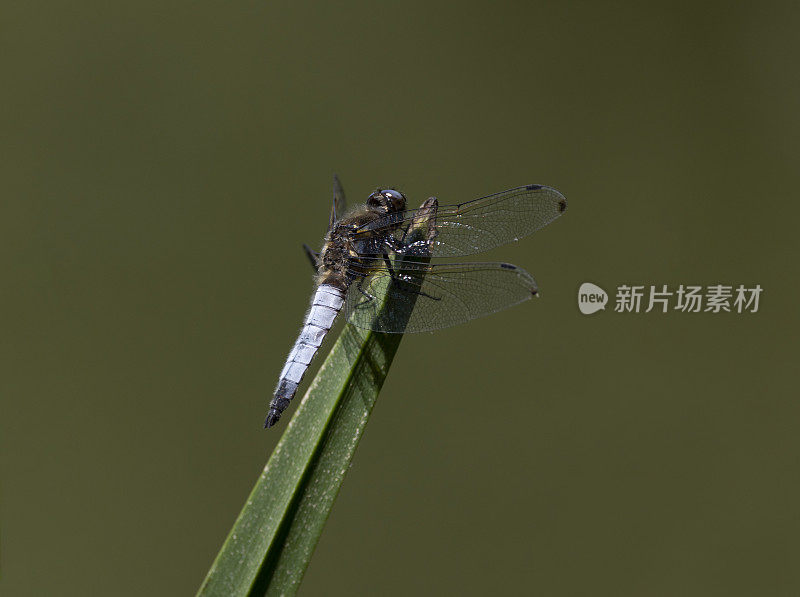 黑尾撇脂蜻蜓