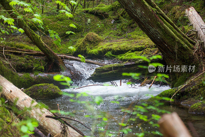 潺潺的小溪，流动的小溪模糊的前景在森林