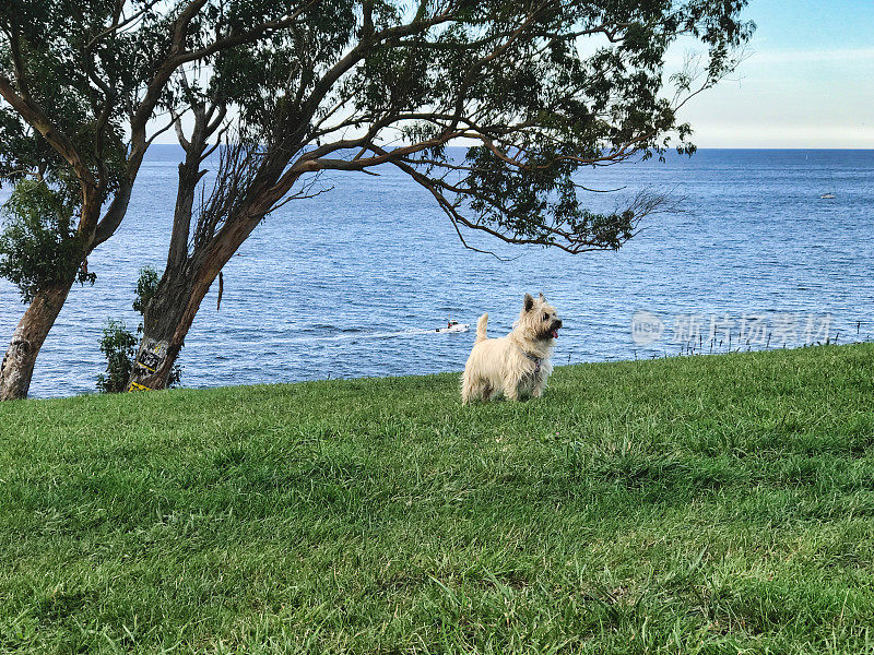 凯恩梗犬在海边散步