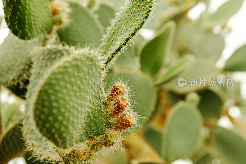 巴尔奇克植物园的仙人掌特写。