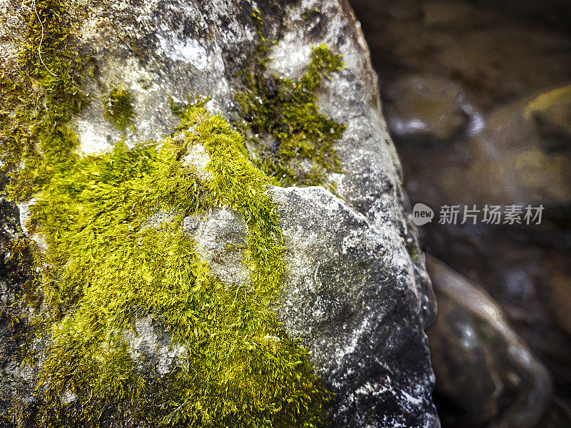 岩石苔藓，地衣，自然景观