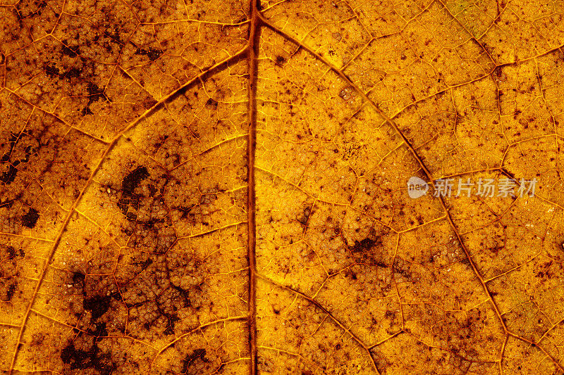 干橘色秋叶的纹理，有脉细胞和黑斑
