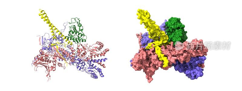 热休克蛋白90二聚体(粉红色-蓝色)-HSP90辅助性伴侣Cdc37(黄色)-周期素依赖激酶4(绿色)复合物