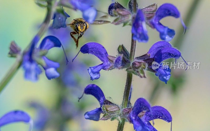 野生蜜蜂