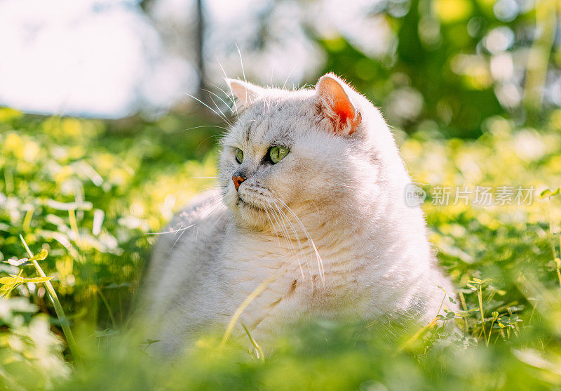 英国短毛猫躺在绿草地上