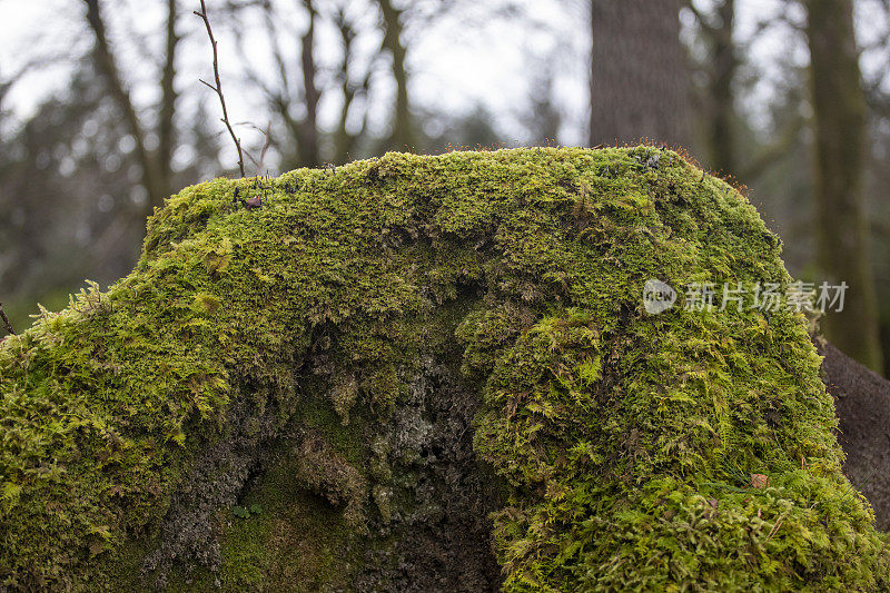 一个长满苔藓的树桩的特写