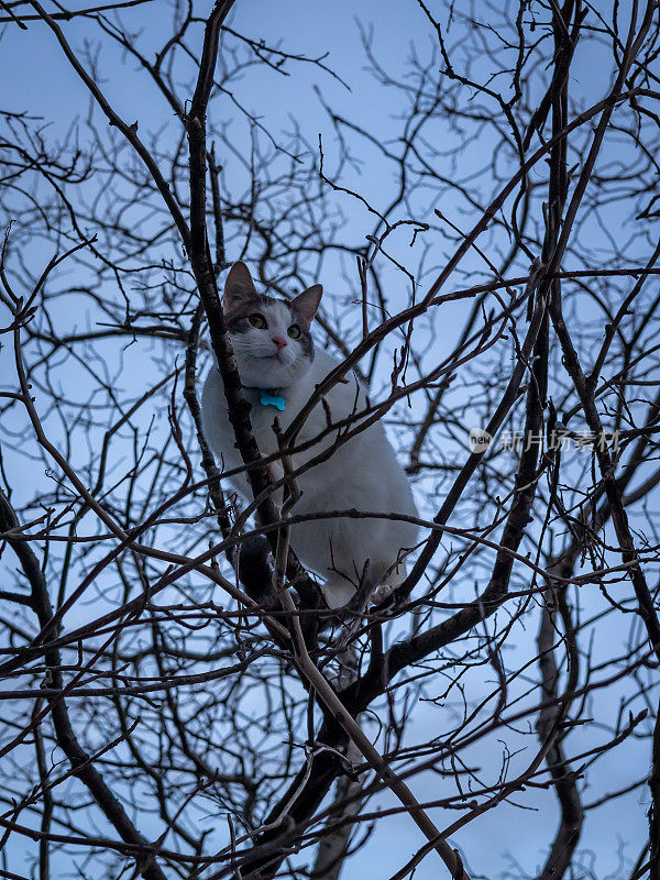 一只小白猫被困在树上。