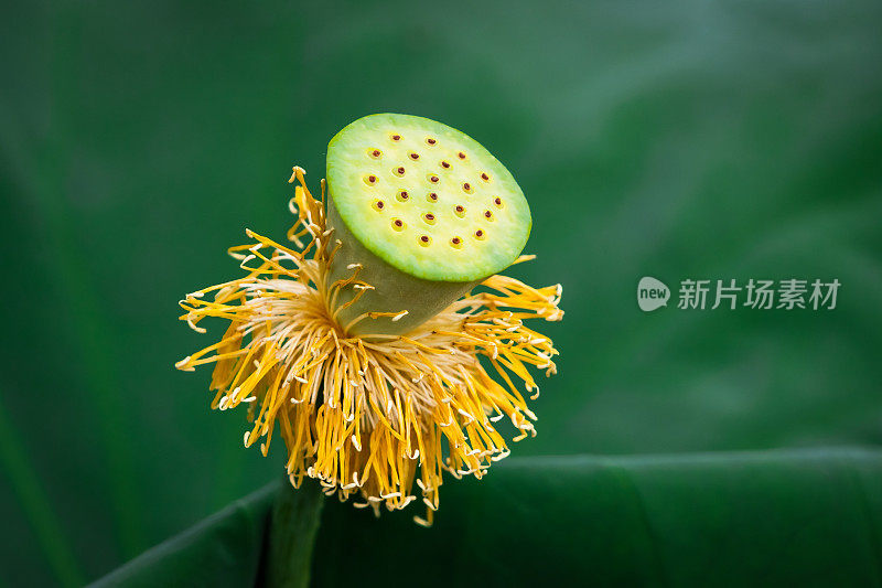 荷花的果实。