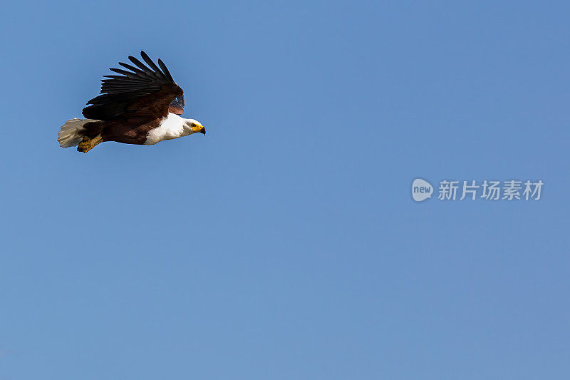 非洲鱼鹰