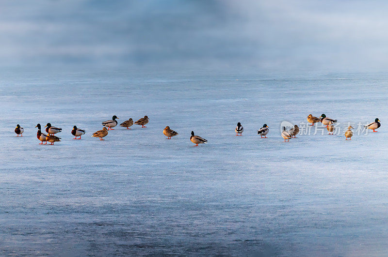 一群野鸭停在冰上