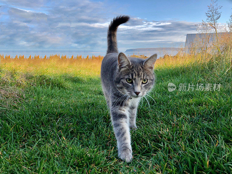 一只走在冰岛Drangsnes村庄里的猫