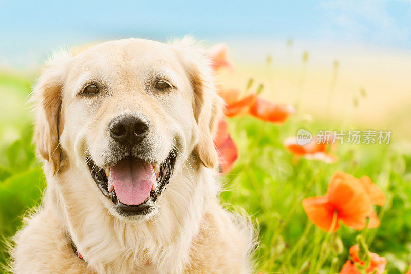 夏天，金毛猎犬坐在罂粟地里