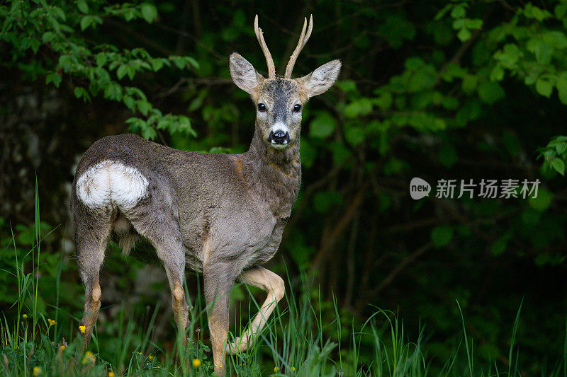 狍在野外出没