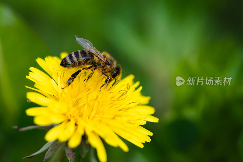 黄色的蒲公英花在绿色上