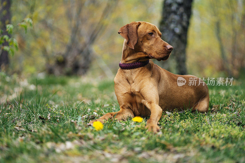 英俊的维兹拉狗在森林里享受春天