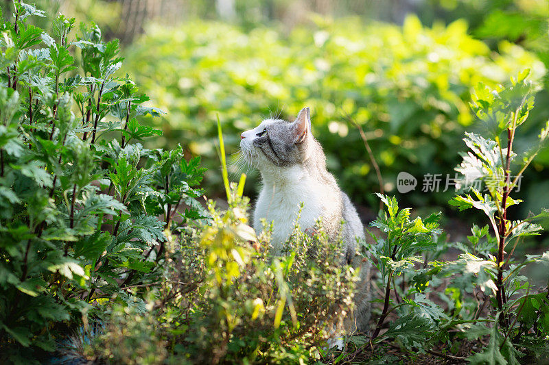 可爱的虎斑猫与白色斑点在草药花园猫薄荷