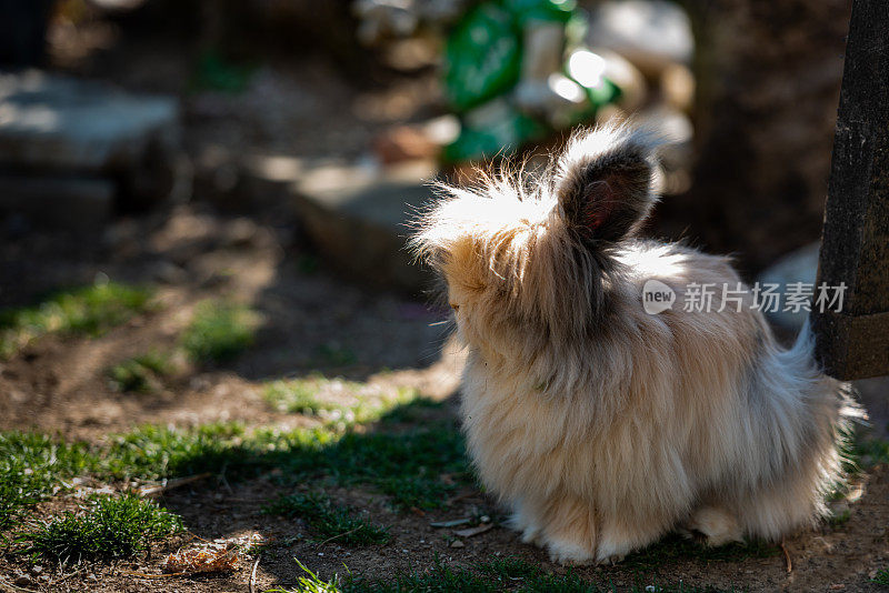 阳光明媚的花园里，毛茸茸的长毛兔子在外面玩耍