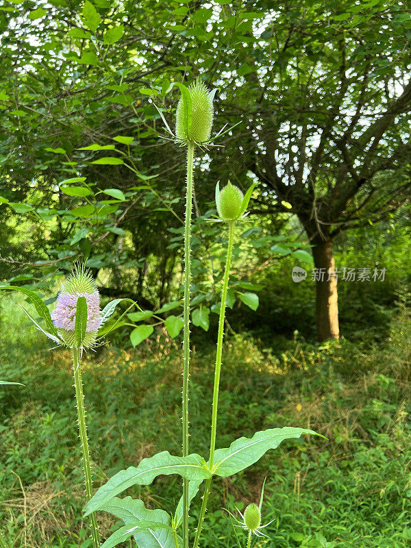 川续断科植物