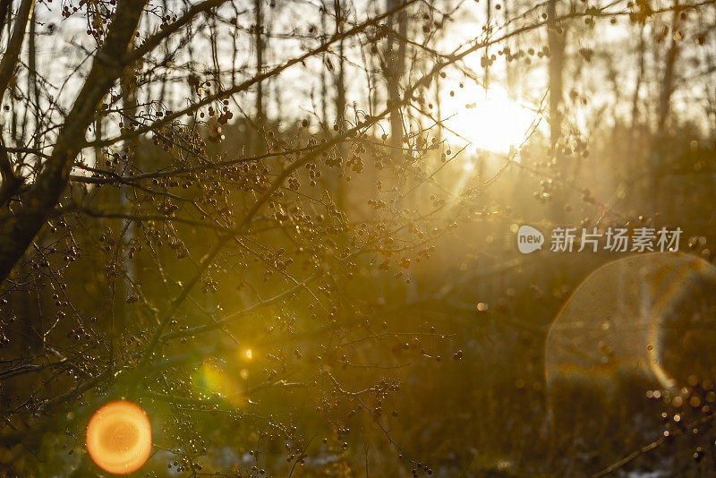 夕阳下光秃秃的灌木丛上的山楂，被太阳照射，镜头耀斑