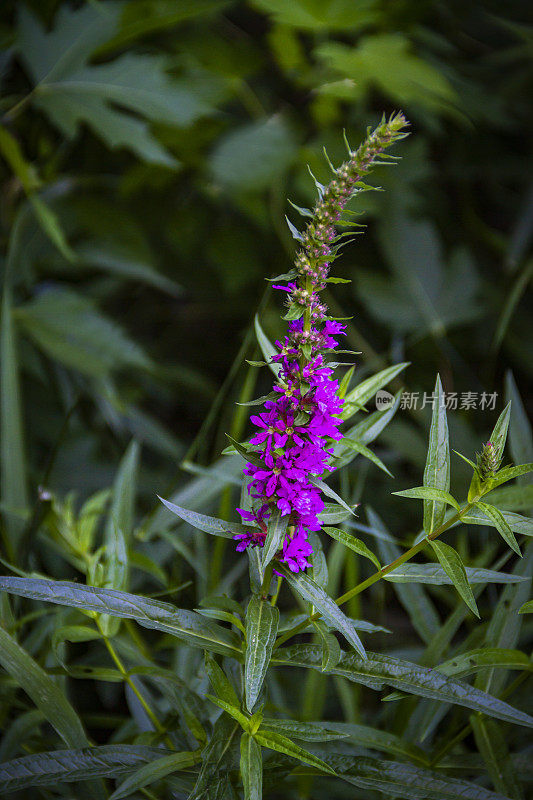 野花珍珠菜