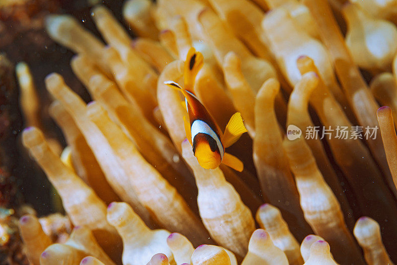 海洋生物。水下场景与海葵和海葵鱼鱼小丑鱼。水肺潜水员的观点。