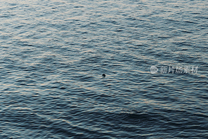 在挪威的黄昏时分，一只海豹在海里