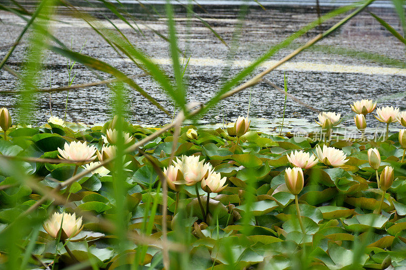 莲花水百合花在水面上