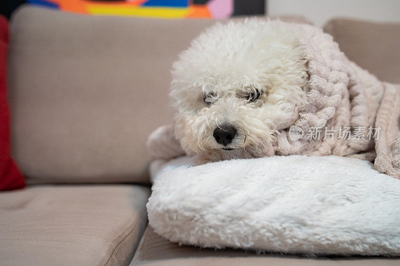 可爱的比雄犬躺在沙发上，盖着毯子