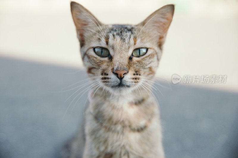 好奇的可爱的小猫