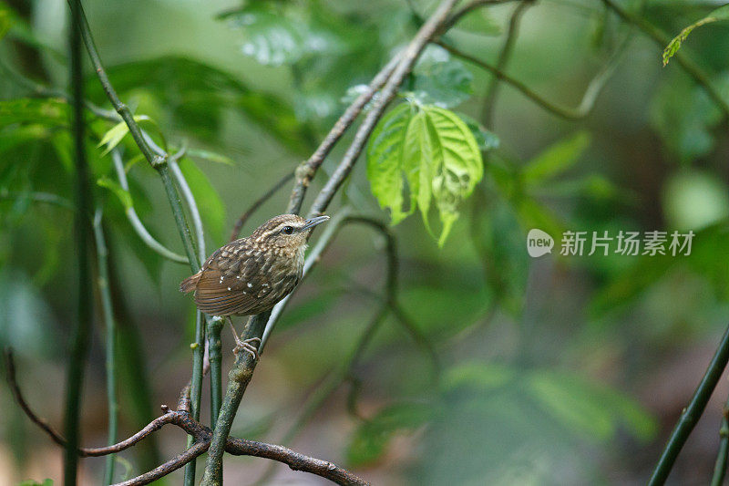 莺:成年不眨的莺(癫尾莺属)。